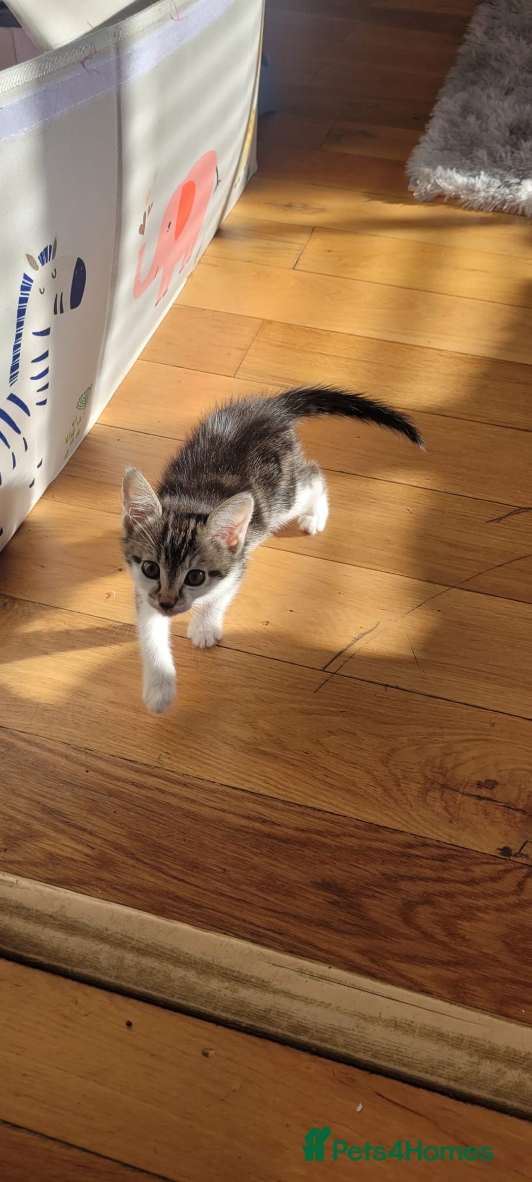 Mixed Breed cats for sale: Kitten  - Image 4