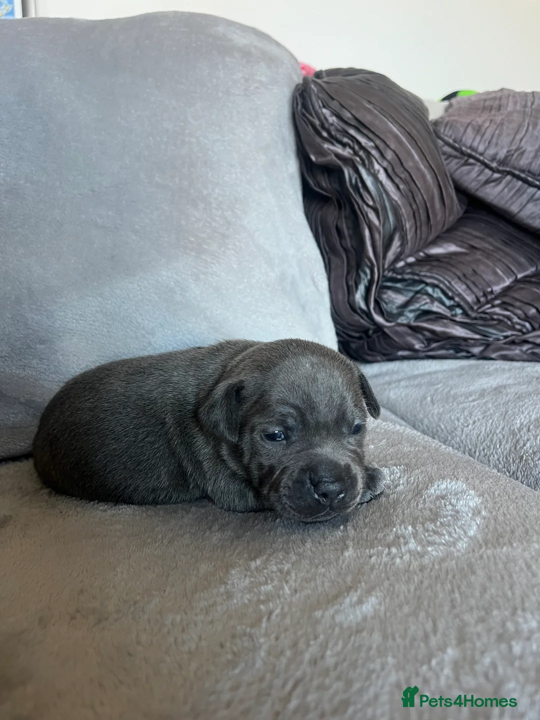 Staffordshire Bull Terrier dogs for sale: 6 blue Staffordshire bull terrier  - Advert 2