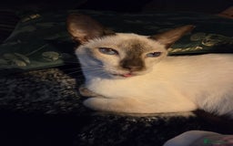 Siamese cats for sale: Bonny  - Image 2