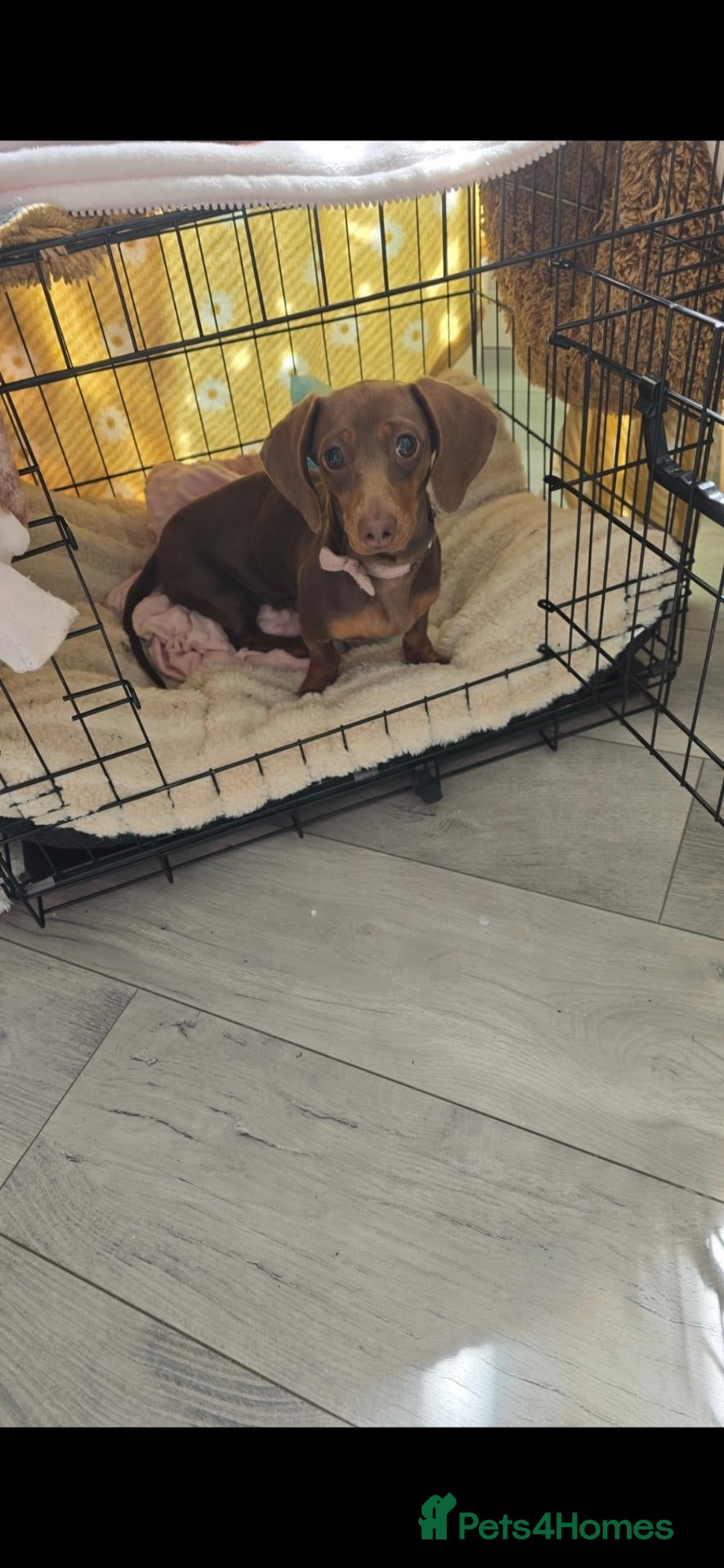 Dachshund dogs 1 yr old Dachshund - Advert 6