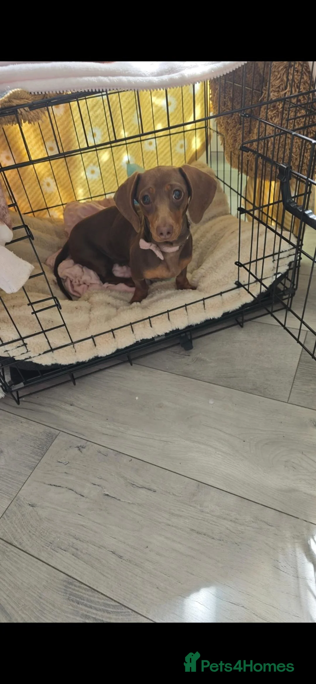 Dachshund dogs for sale: 1 yr old Dachshund - Advert 2