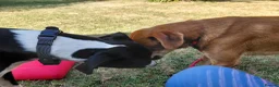Mixed Breed dogs for adoption: Charlie is looking for a perfect home  in Hayling Island - Advert 10