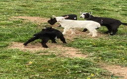Goats livestock for sale: Gorgeous pigmy goats for sale - Image 1