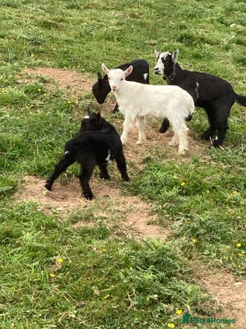 Goats livestock - Advert 7