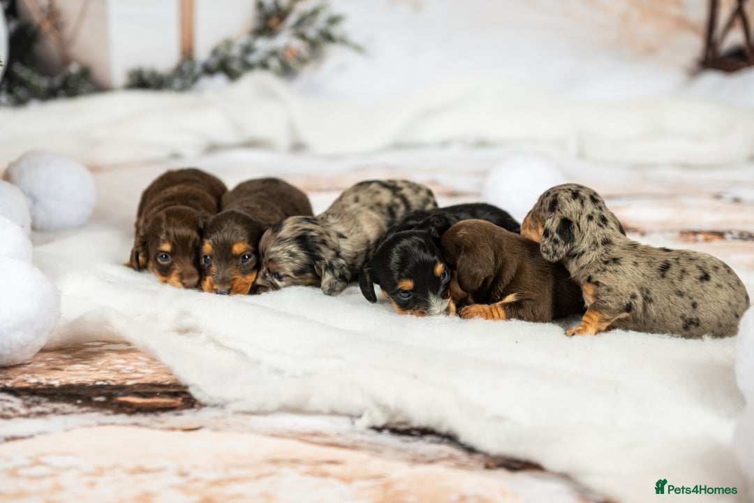 Miniature Dachshund dogs for sale: 6 KC miniature dashound puppies  - Advert 6