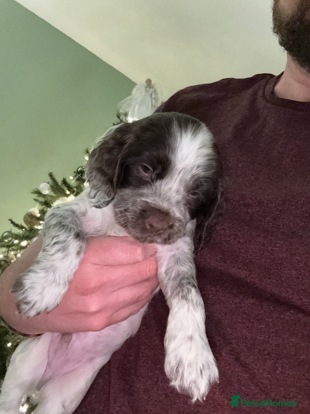 Cocker Spaniel dogs for sale: Litter of Cocker Spaniels ready for New Year - Advert 21