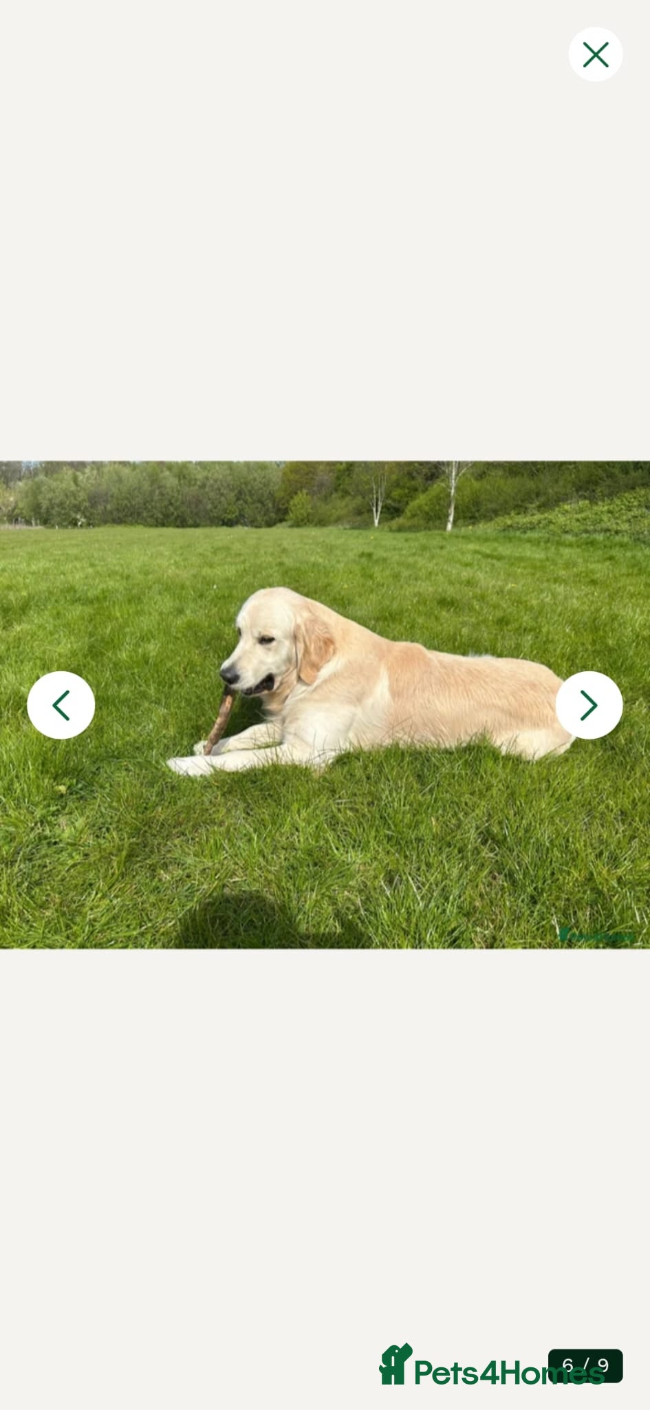 Golden Retriever dogs STUD DOG HEALTH-TESTED GOLDEN RETRIEVER MALE - Advert 2