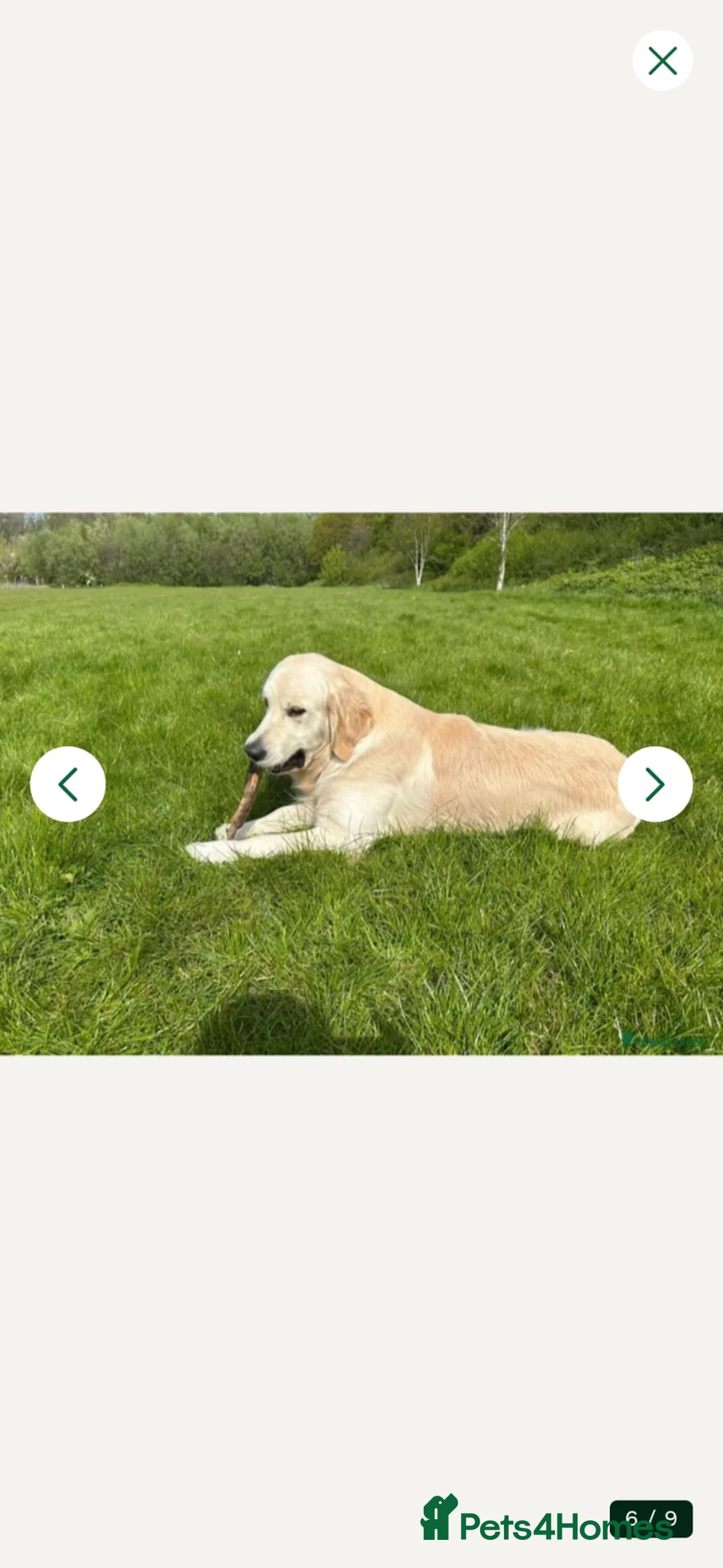 Golden Retriever dogs for stud: STUD DOG HEALTH-TESTED GOLDEN RETRIEVER MALE - Advert 1