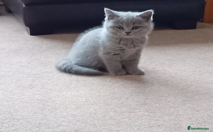 British Shorthair cats - Advert 11