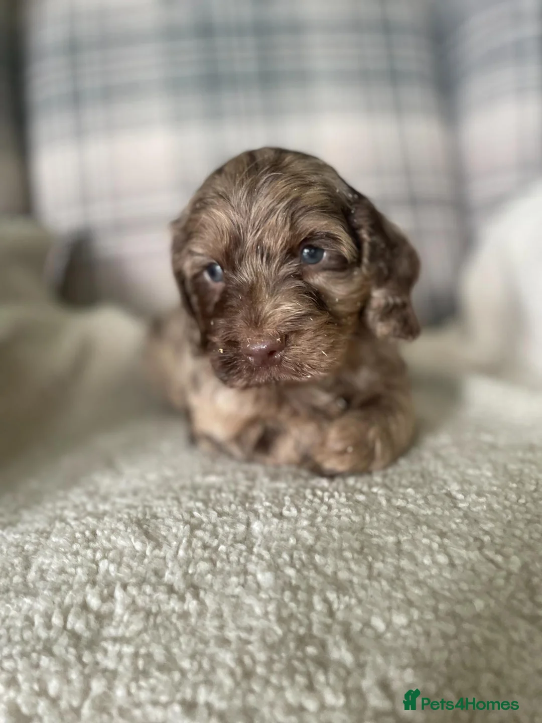 Sproodle dogs for sale: sproodle f1 puppies - Advert 2