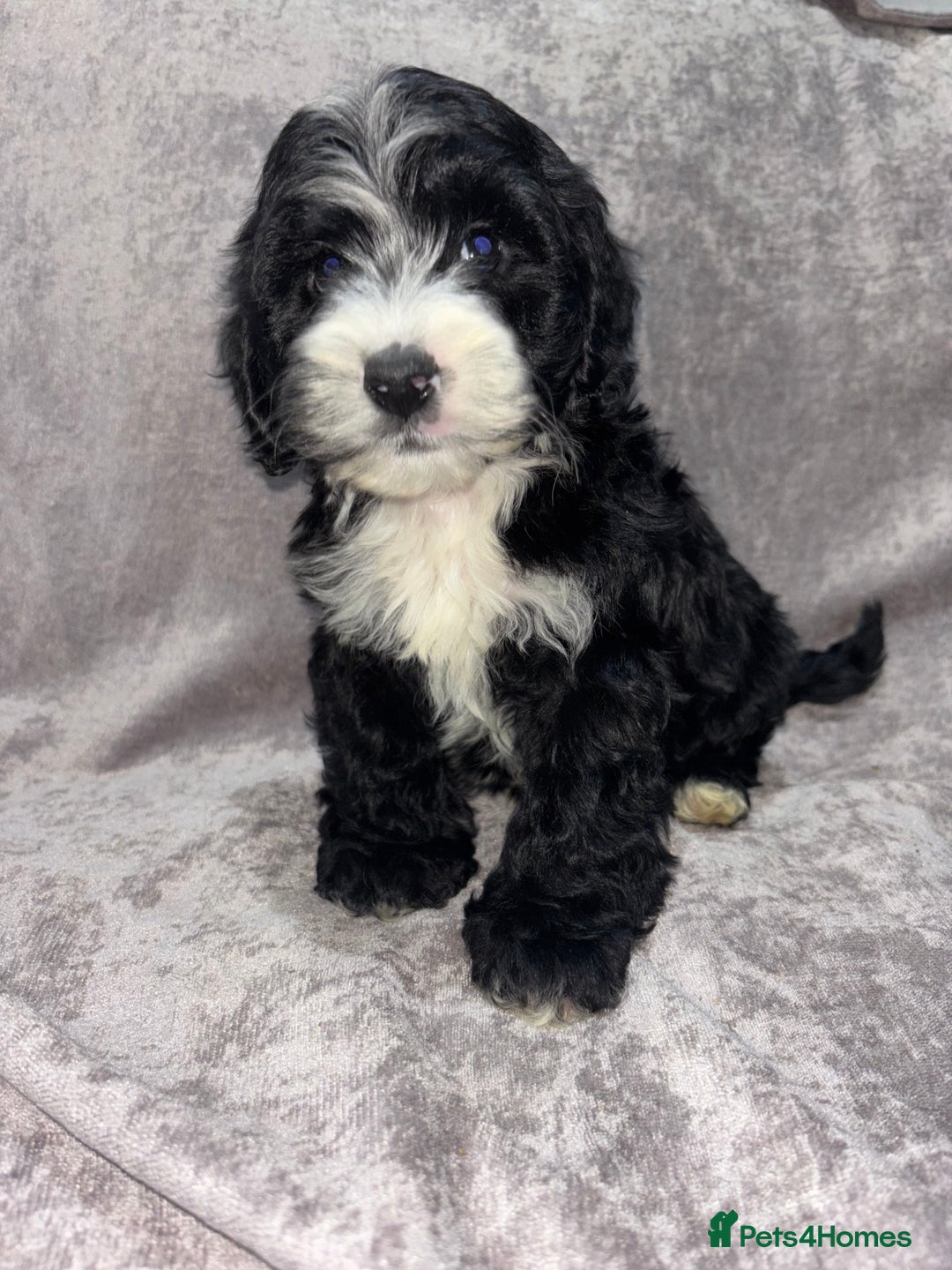 Cockapoo dogs for sale: Gorgeous Cockapoo Puppies  - Advert 12