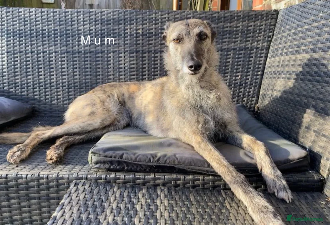 Lurcher dogs for sale: 6 Stunning Lurcher Pups Available 23rd March - Advert 28