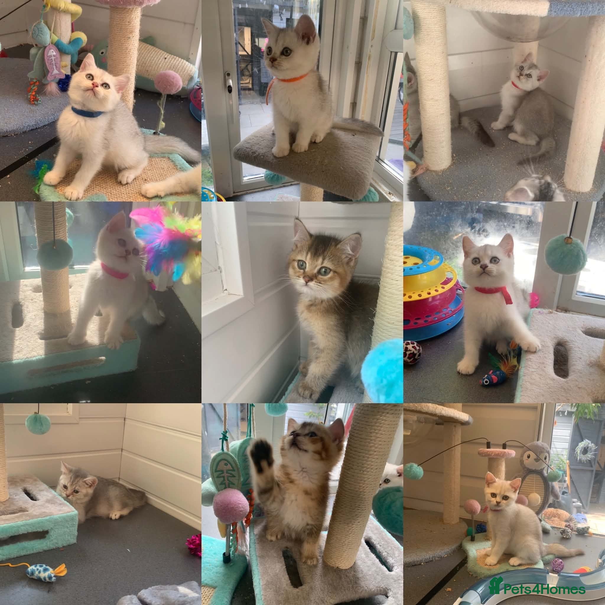 British Shorthair cats BSH Stunning rare Shaded 11 Weeks Old  - Advert 1