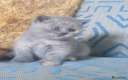 British Shorthair cats for sale: Beautiful British Shorthair Kittens  - Image 11