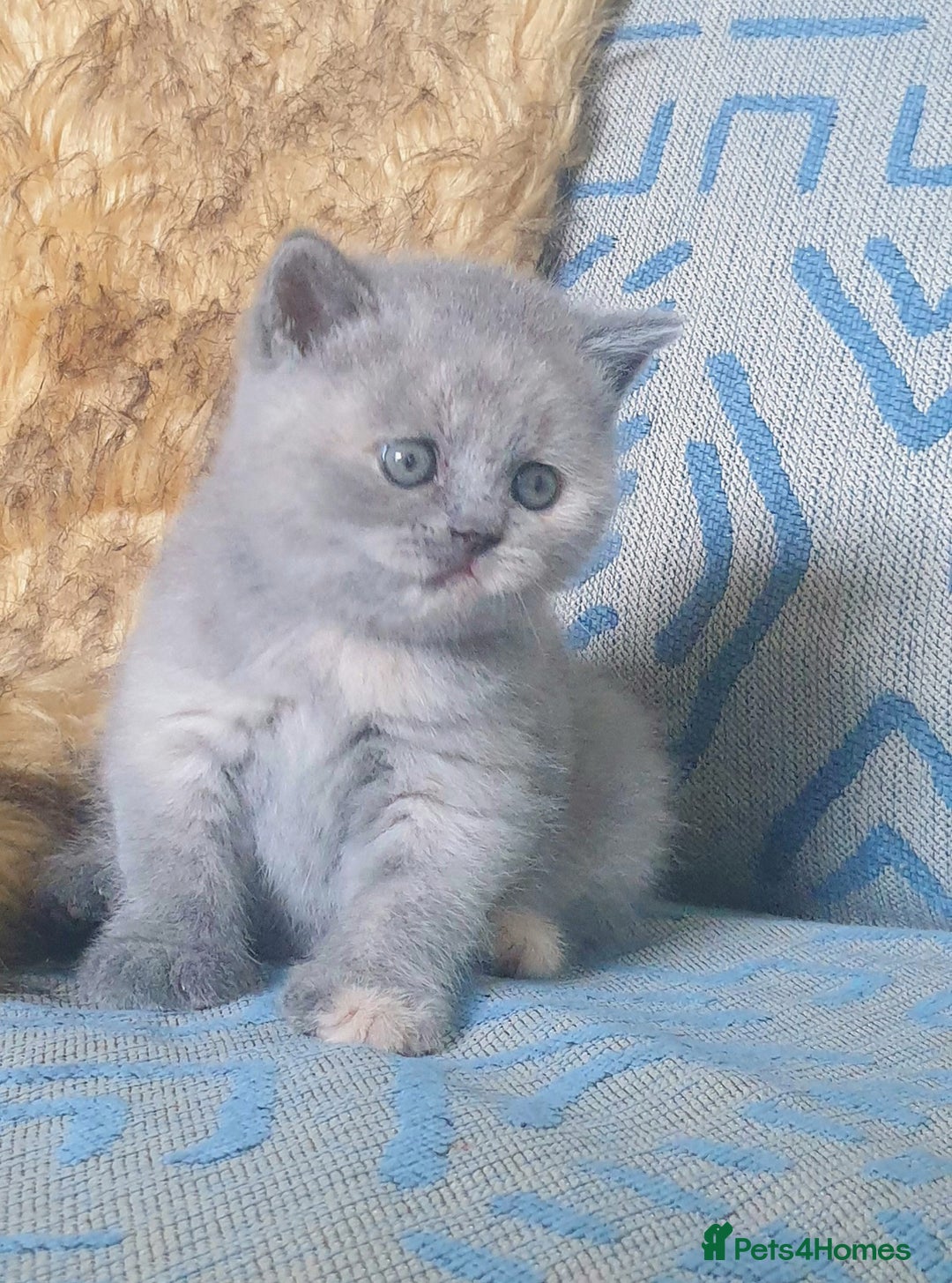 British Shorthair cats for sale: Beautiful British Shorthair Kittens  - Image 11