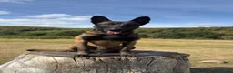 Belgian Shepherd Dog dogs for stud: Belgian malinois for stud in Newcastle upon Tyne - Advert 3
