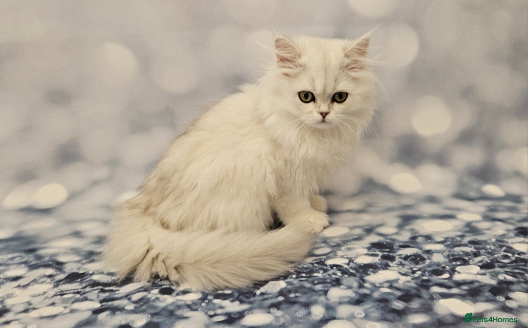 British Longhair cats for sale: Excellent Scottish straight Highland Kittens - Image 3