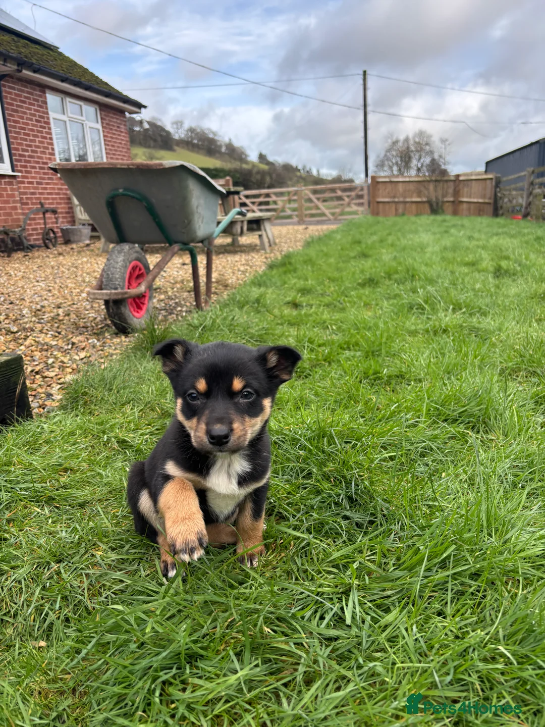 Mixed Breed dogs for sale: Puppies, Australian kelpie cross blue Merle  - Advert 3