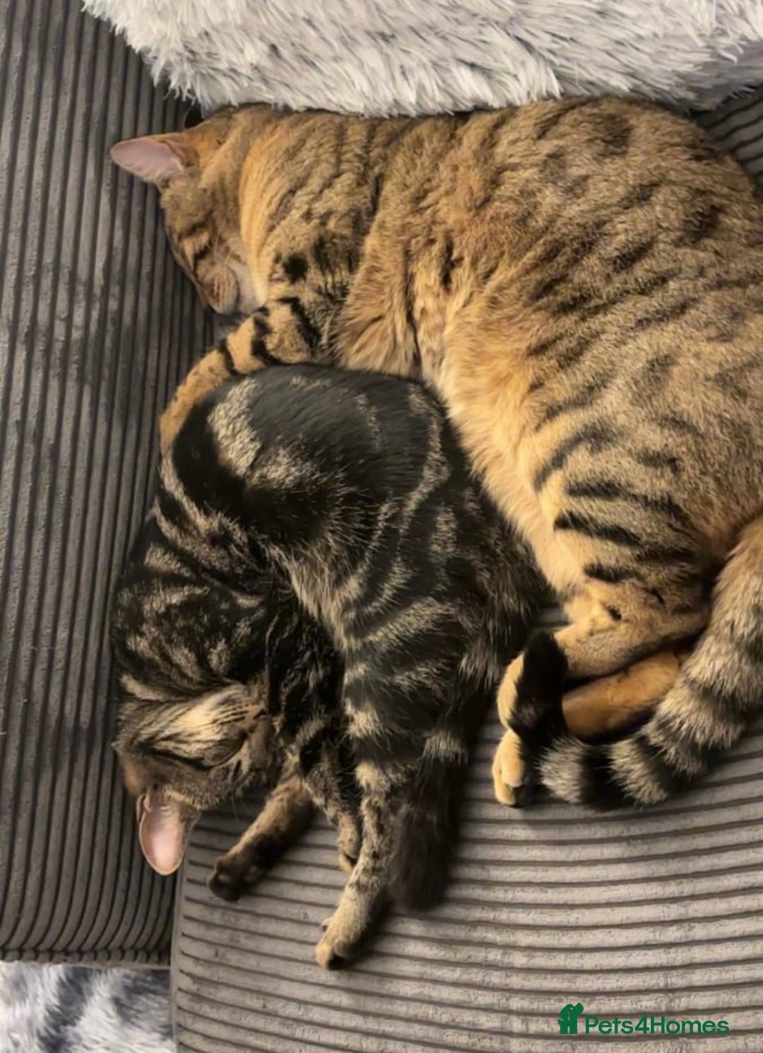 Bengal cats for sale: Milo & Luna 🩵🩷 - Advert 1