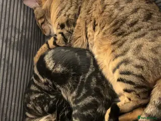 Bengal cats Milo & Luna 🩵🩷 £500 for pair - Advert 14