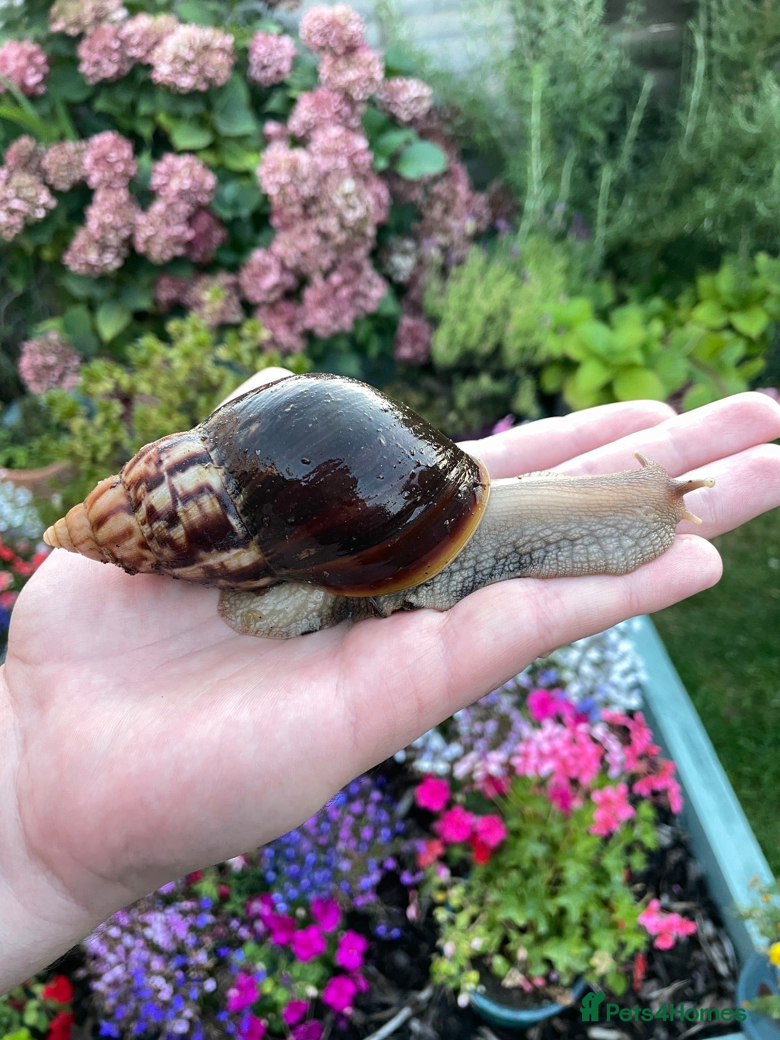 Snails invertebrates Giant African Snails for sale! - Advert 2