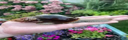 Snails invertebrates for sale: Giant African Snails for sale! - Advert 2