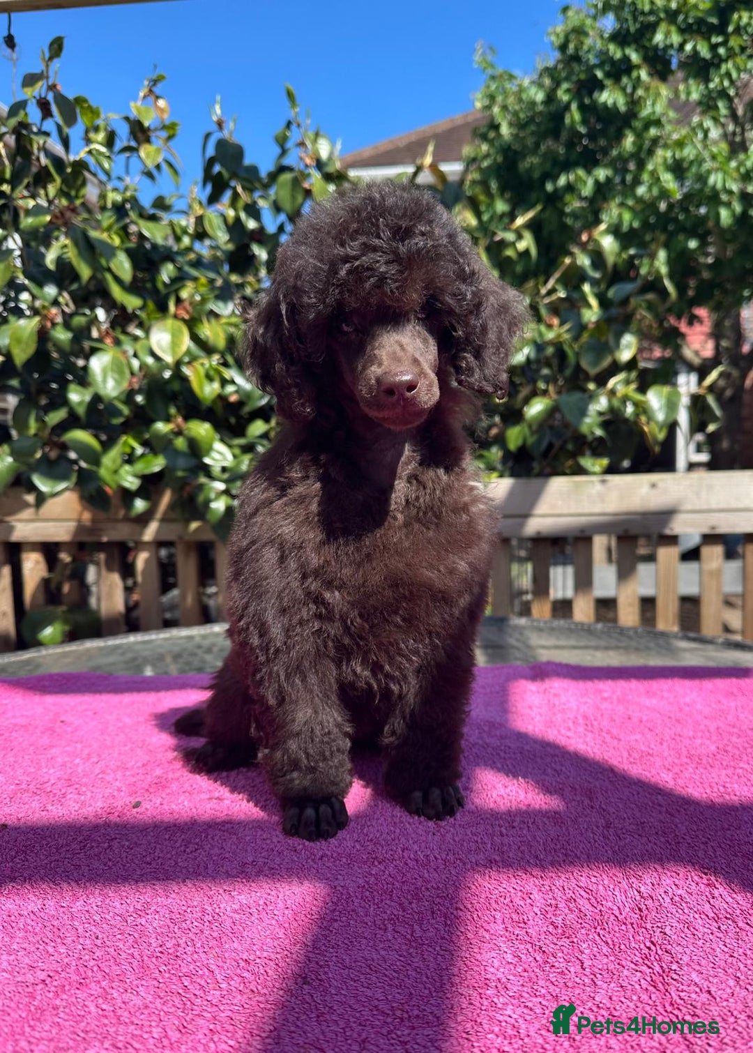Miniature Poodle dogs for sale: Top Brown Miniature Poodles - Image 1
