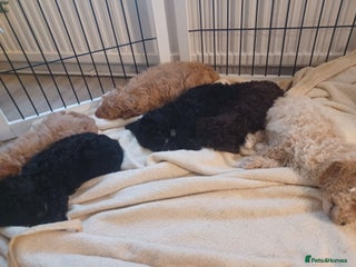 Cavapoo dogs 🐶 Cavapoo/ miniature poodle 🐶 - Advert 1