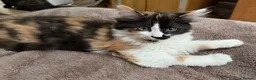 Maine Coon cats for sale: One beautiful Maine Coon kitten left in Southampton - Advert 25