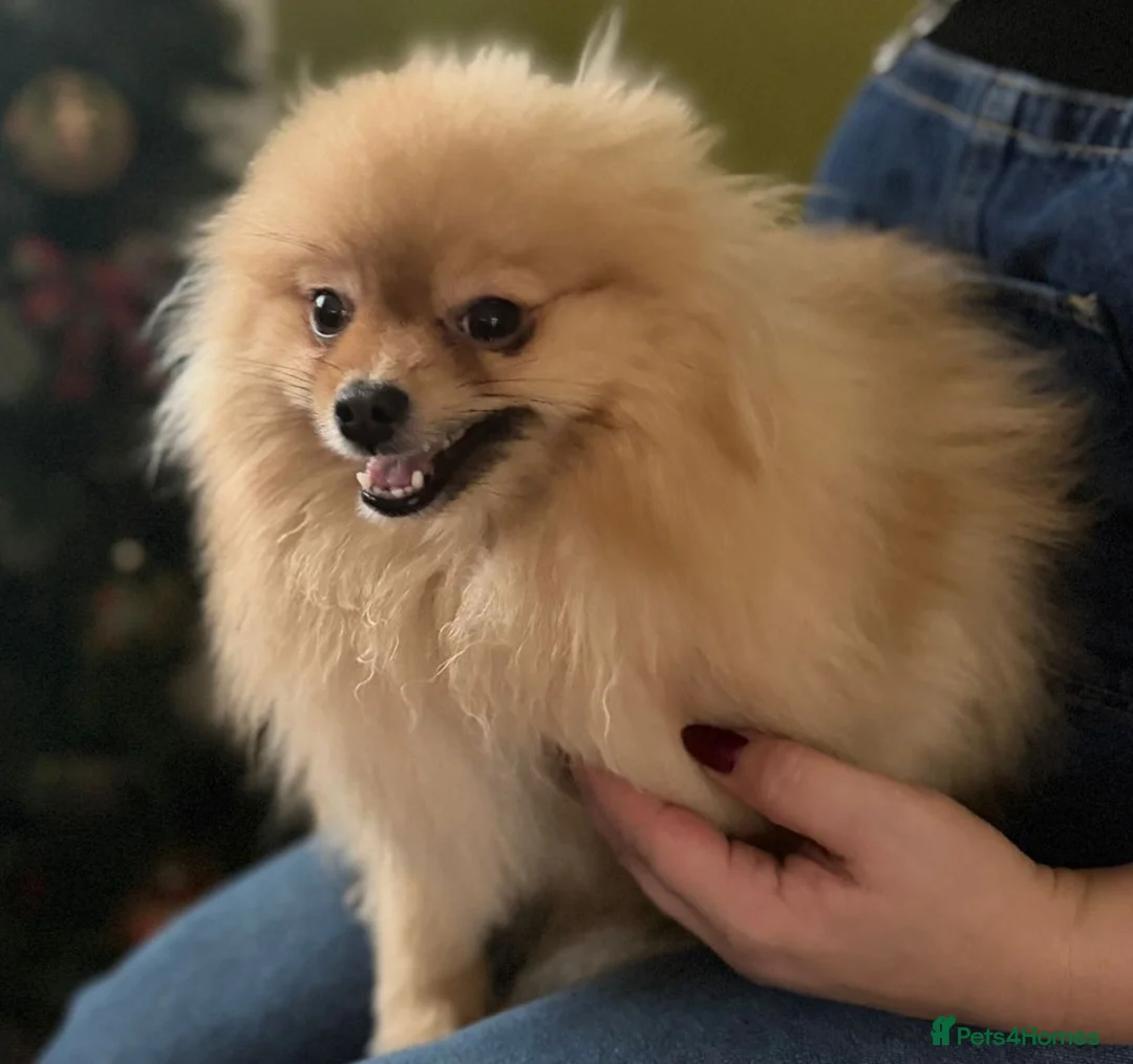 Pomeranian dogs for sale: Pomeranian female for sale - Advert 4