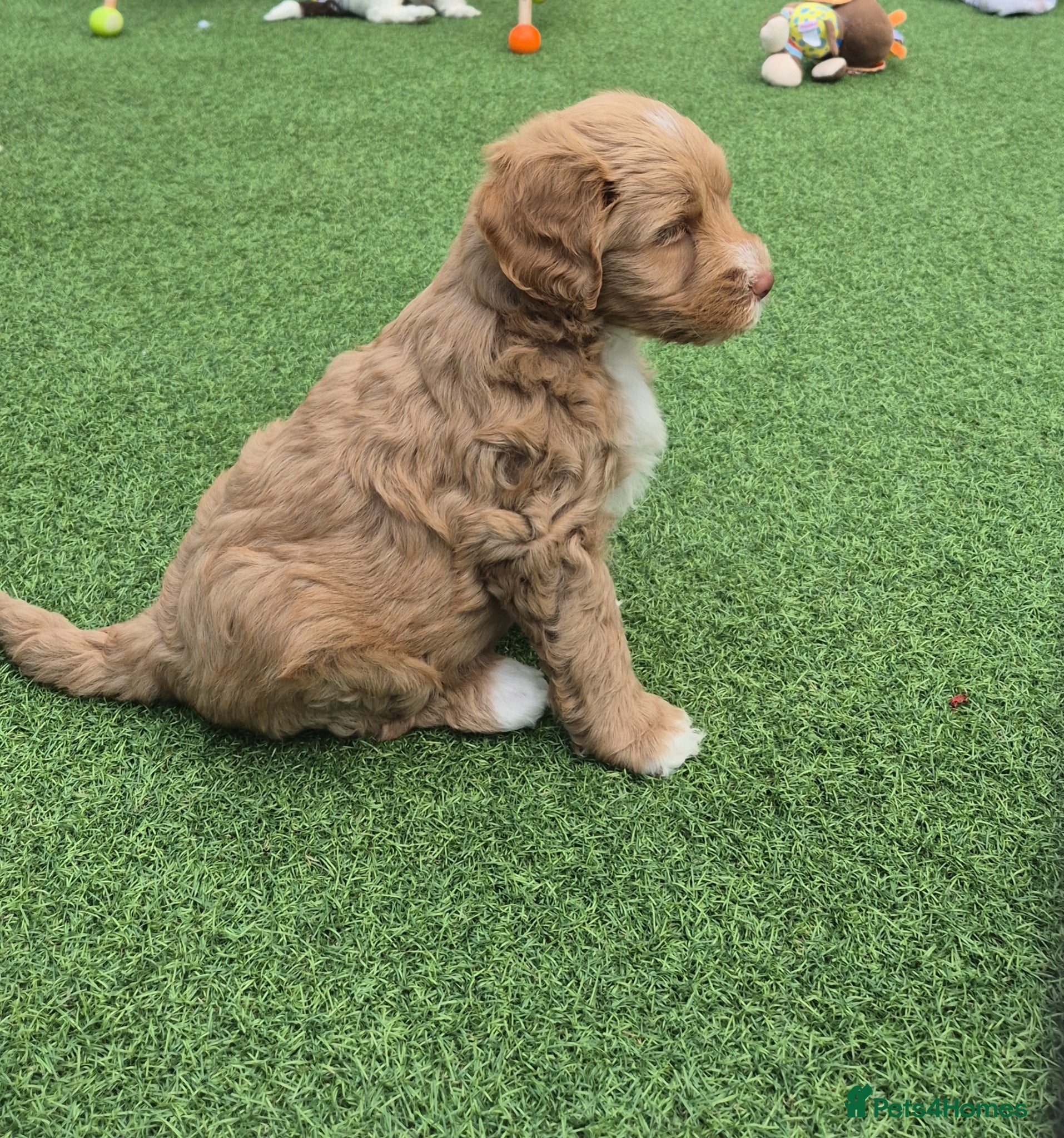 Australian Labradoodle dogs Australian Medium Labradoodles - Advert 3