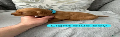 Cockapoo 4
