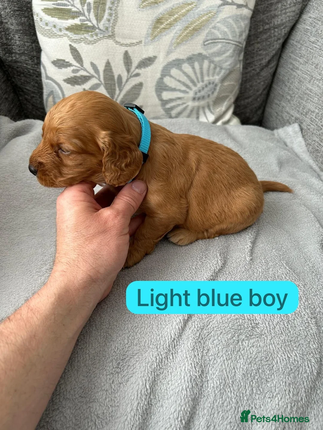 Cockapoo dogs for sale: Stunning F1 Cockapoo’s - Advert 25