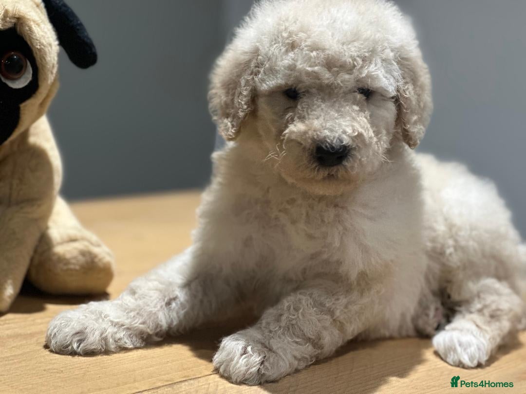Mixed Breed dogs for sale: F1B SAINTBERNADOODLE BOYS AND GIRLS - Image 14