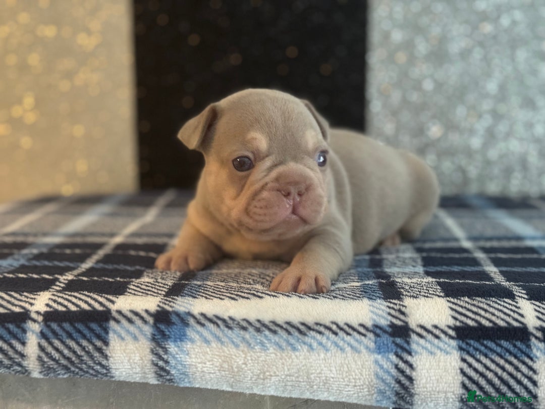 French Bulldog dogs for sale: Beautiful litter of 4 - Image 13
