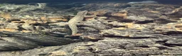 Gecko reptiles for sale: Bioactive Paludarium  - Advert 3