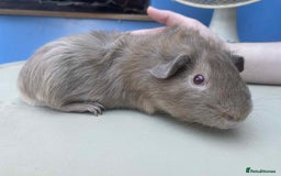 Guinea Pig rodents for sale: Beautiful boar/boy guinea pigs for sale  in King's Lynn - Image 9