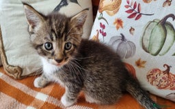 Mixed Breed cats for sale: Gorgeous Large Maine Coon Cross Kittens - Image 18