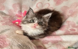 Maine Coon cats for sale: Gccf Maine Coon kittens  shaded lines - Image 25
