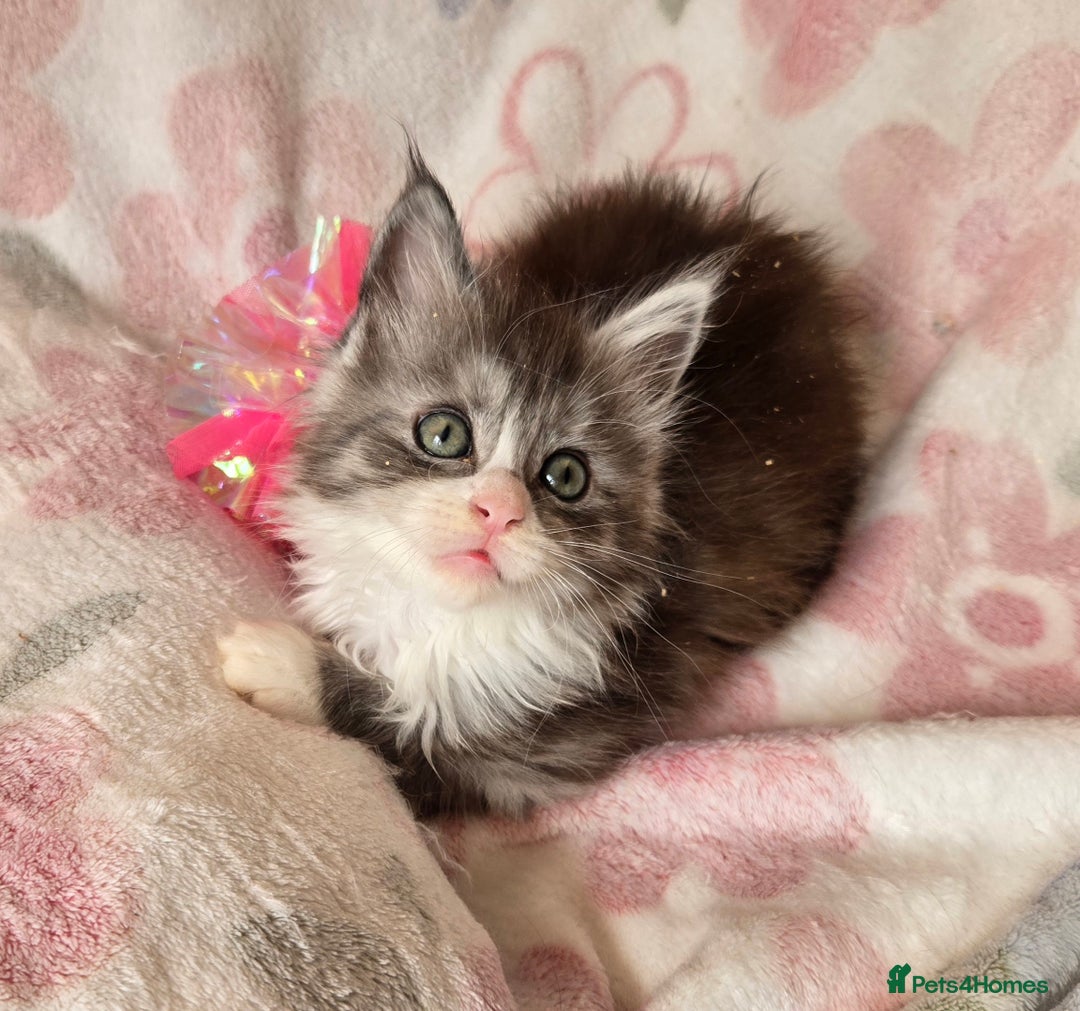 Maine Coon cats for sale: Gccf Maine Coon kittens  shaded lines - Image 25