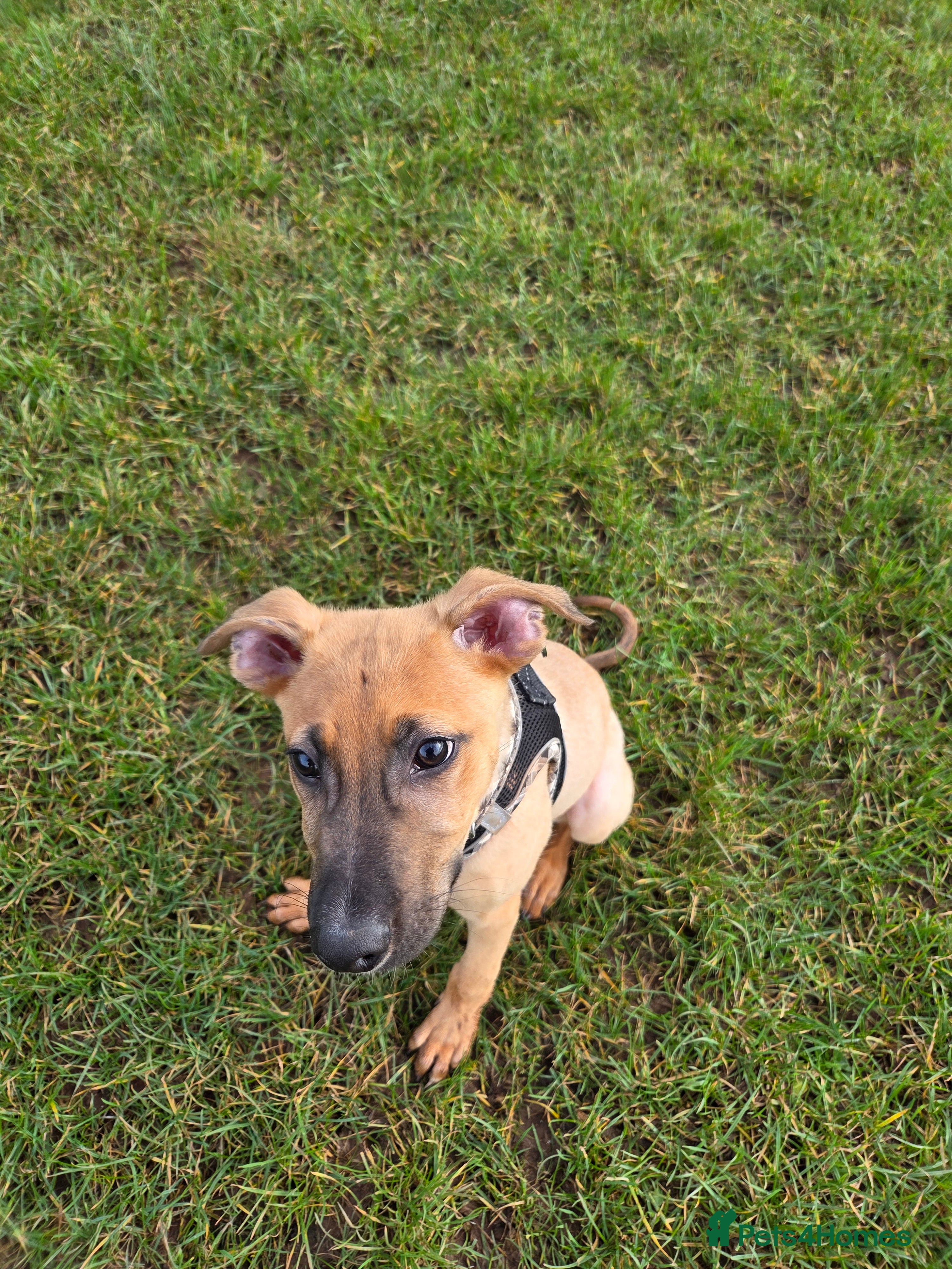 Mixed Breed dogs Lurcher  - Advert 18