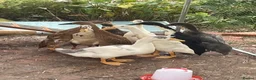 Ducks poultry for sale: Mixed Runner Duck Flock (9 Birds) - Advert 2