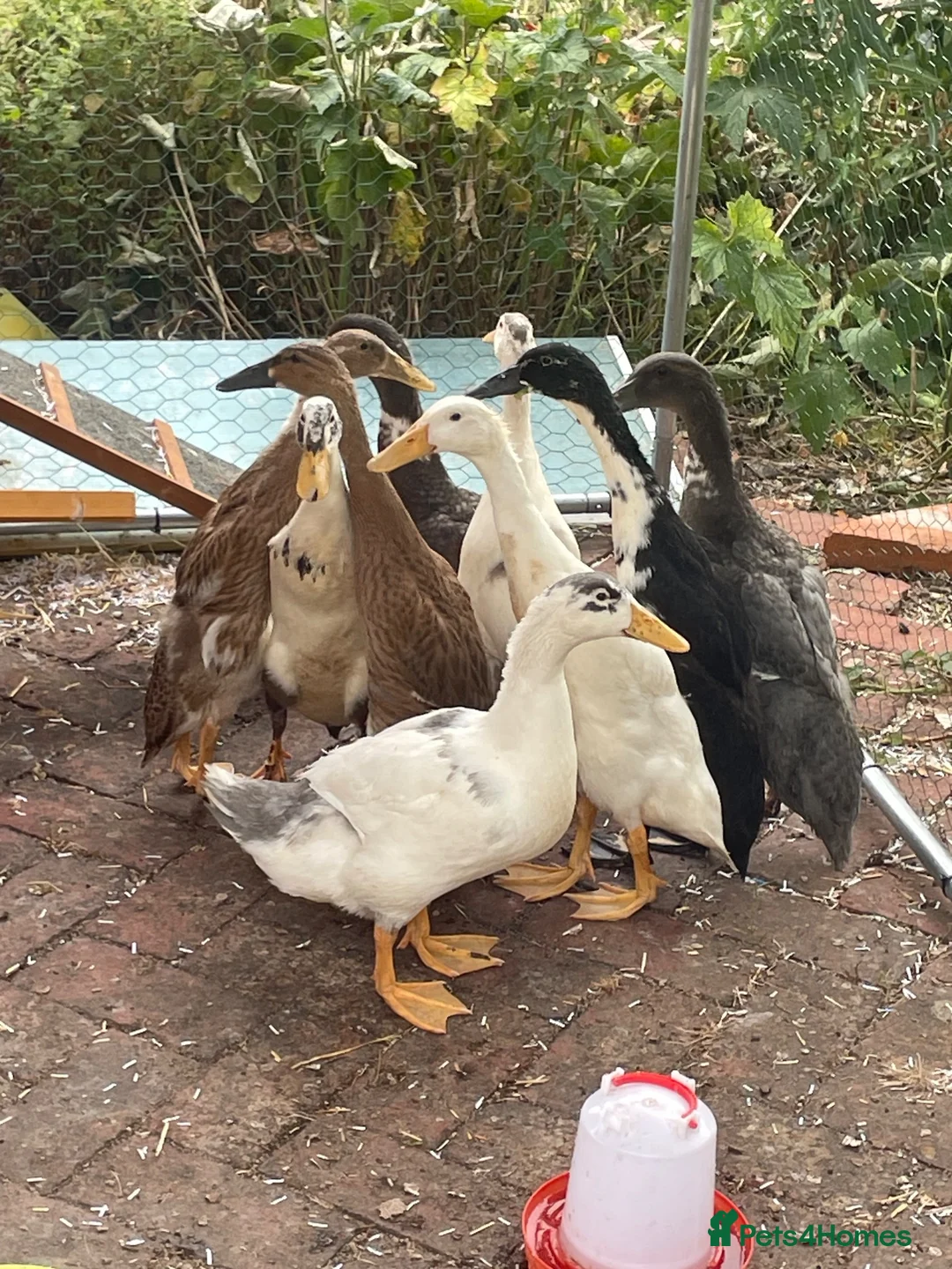 Ducks poultry for sale: Mixed Runner Duck Flock (9 Birds) - Advert 2