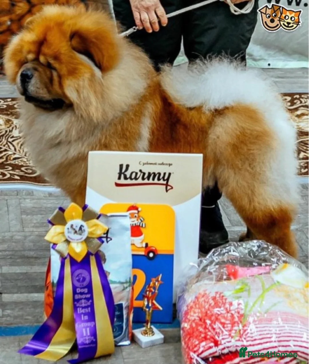 Chow Chow dogs for stud: *HOGAN*THICK RED RUSSIAN CHAMPION very well proven in Cheltenham - Advert 7