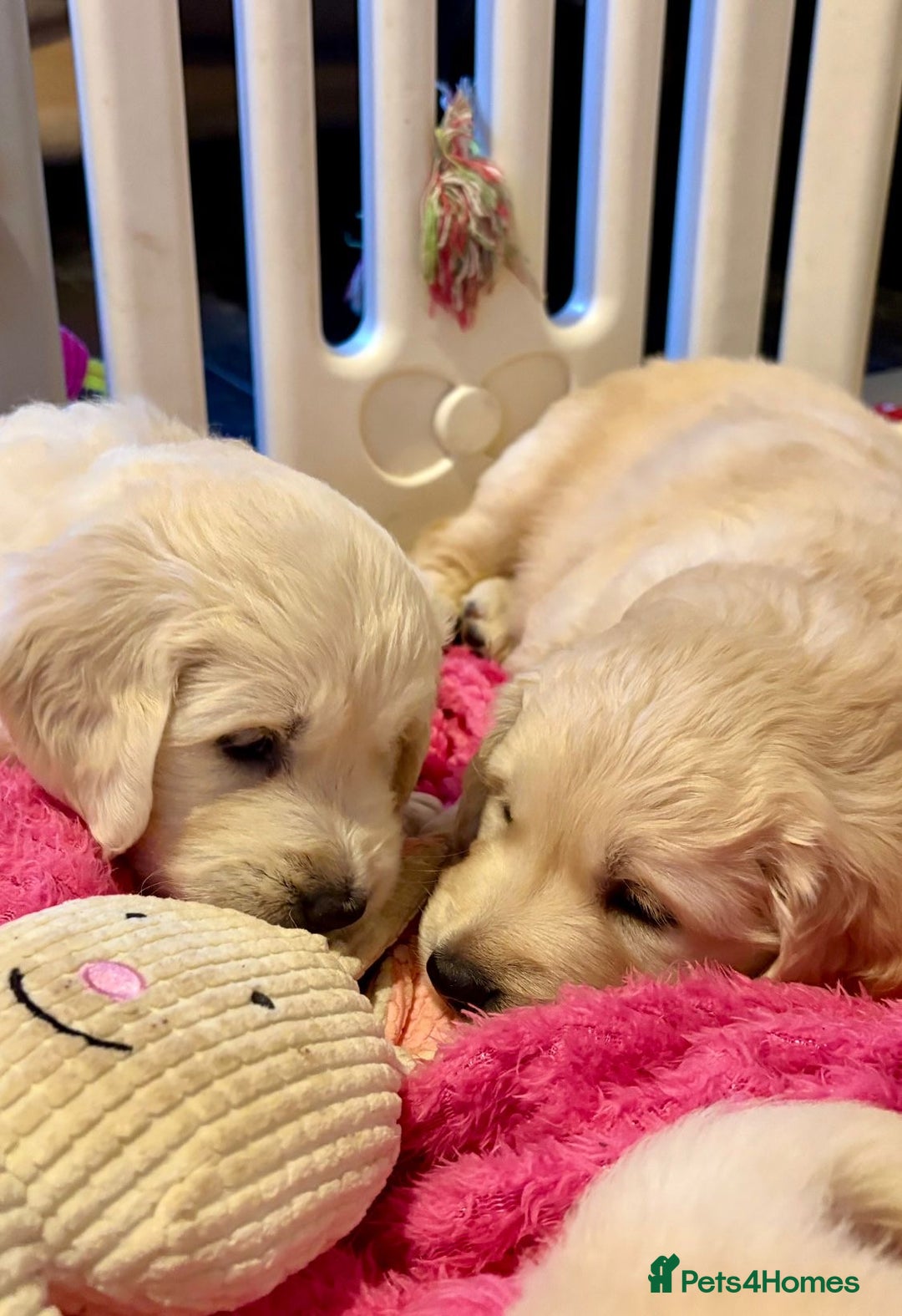 Golden Retriever dogs for sale: Golden Retrievers, Stunning Litter , Certificates  - Advert 10