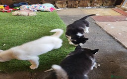 Siberian Husky dogs for sale: Siberian husky puppies (ready forever loving home) - Image 21