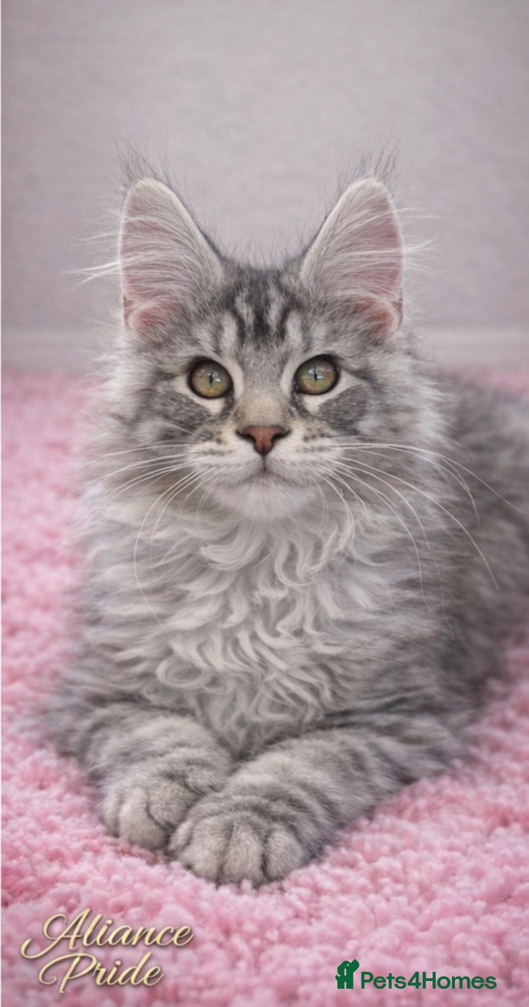 Maine Coon cats Outstanding pedigree kittens available  - Advert 15