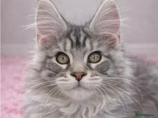 Maine Coon cats Outstanding pedigree kittens available - Advert 15