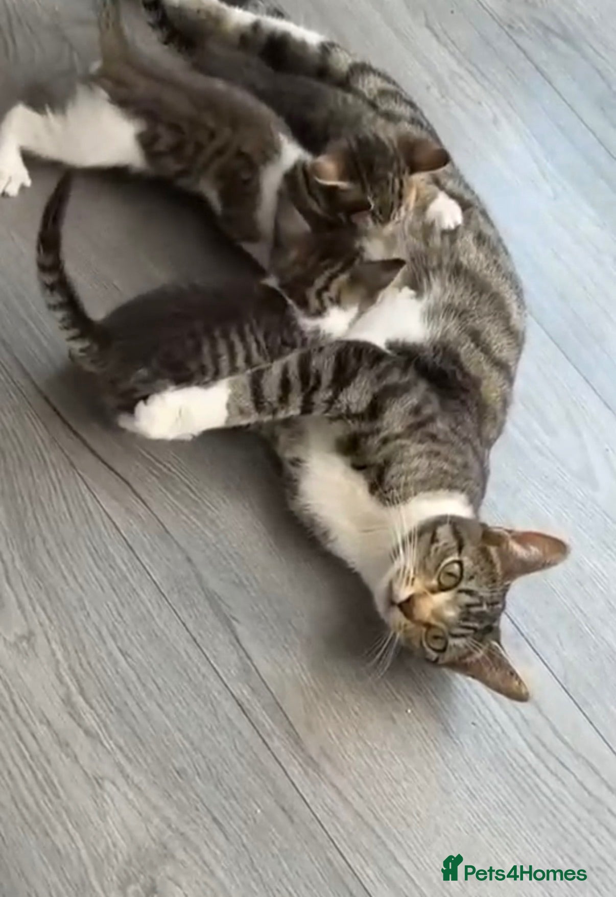 Bengal cats   😻  Adorable Bengal Mix Kittens 😸 - Advert 1