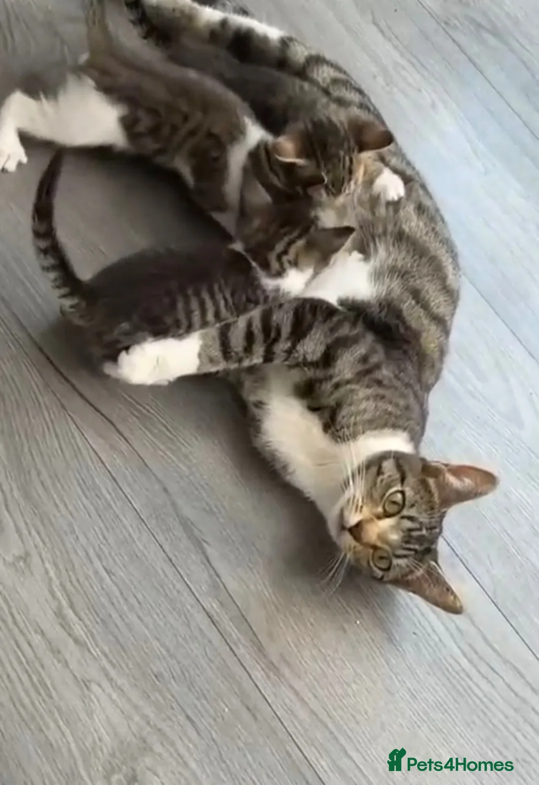 Bengal cats for sale:   😻  Adorable Bengal Mix Kittens 😸 - Advert 1